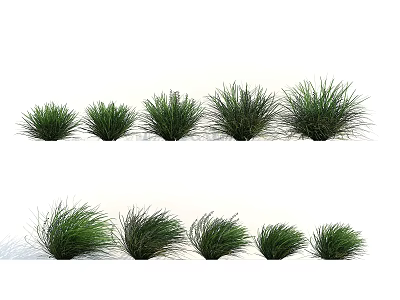 Two Rows of Different Green Grass Plants with Various Heights and Textures 3d model