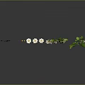 Plants with White Small Flowers and Green Leaves on Dark Surface Gray Background Reflections