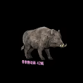 Realistic 3D Wild Boar Model With Skeletal Animation And 42 Frames
