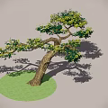 Lush Green Shrub With Curved Trunk And Dense Foliage On Circular Grass Patch