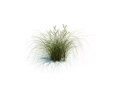 Lush Green Grass Plant With Slender Leaves And Small Spike Flowers 3d model