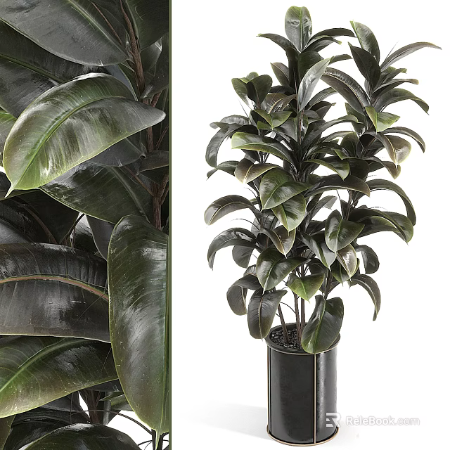 Lush Dark Green Rubber Plant Potted in Black Cylindrical Planter with Shiny Leaves 3d model 