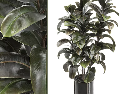 Lush Dark Green Rubber Plant Potted in Black Cylindrical Planter with Shiny Leaves 3d model