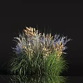 Naturally Growing Lush Herb Cluster With Green Grasses Brown Purple Flower Spikes