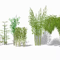 Diverse Bamboo Varieties With Tall Stems And Lush Green Leaves For Decorative Landscaping