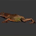 Red Frog With Green Abdomen And Stretched Limbs On Dark Reflective Surface