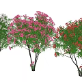 Colorful Flowering Trees With White Pink And Red Blossoms In Garden