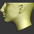 Detailed Anatomical Model Of Human Head Organs Hair Brain And Skull