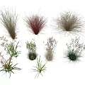 Colorful Decorative Grasses in Various Shapes Textures and Colors on White Background