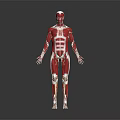 Human Limbs Muscular Anatomy Detailed 3D Rendered Anatomical Model Structure