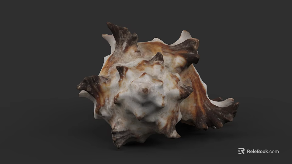 Unique Marine Animal Conch Shell With Brown White Spiked Texture And Structure 3d model 