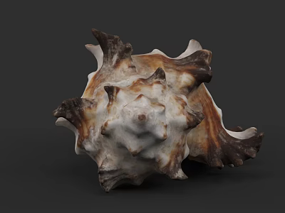 Unique Marine Animal Conch Shell With Brown White Spiked Texture And Structure 3d model