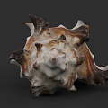 Unique Marine Animal Conch Shell With Brown White Spiked Texture And Structure