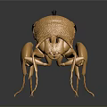 Golden Ant Sculpture With Detailed Texture And Reflective Metallic Finish