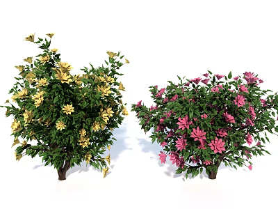 Two Vibrant Flowering Shrubs With Yellow And Pink Blooms And Lush Green Foliage 3d model