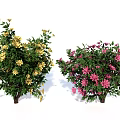 Two Vibrant Flowering Shrubs With Yellow And Pink Blooms And Lush Green Foliage