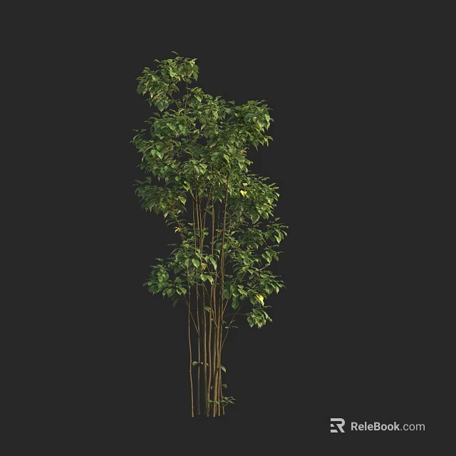 Tall Arbor Tree With Multiple Trunks And Lush Green Foliage Structure 3d model 