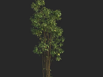 Tall Arbor Tree With Multiple Trunks And Lush Green Foliage Structure 3d model