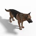 German Shepherd Dog Standing Alert With Brown And Black Coat On White Background