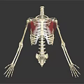 Anatomical Skeleton Model Displaying Thoracic Cavity With Red Highlighted Areas