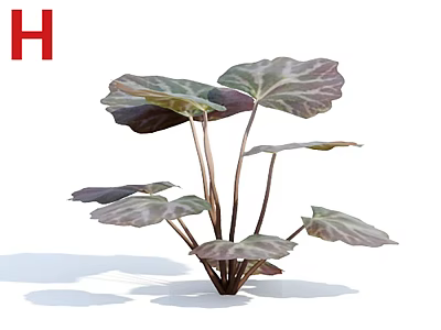 Lush Variegated Green and Purple Leaf Plant with Brown Stems in White Background 3d model