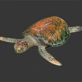Vibrant Colorful Sea Turtle With Intricate Shell On Reflective Black Surface