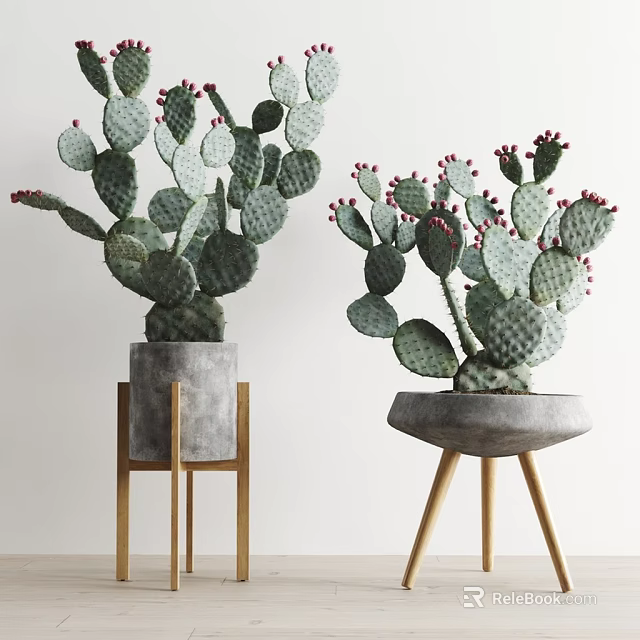 Bonsai Potted Cactus Plants with Red Fruits in Concrete Pots on Wooden Legs Stand 3d model 