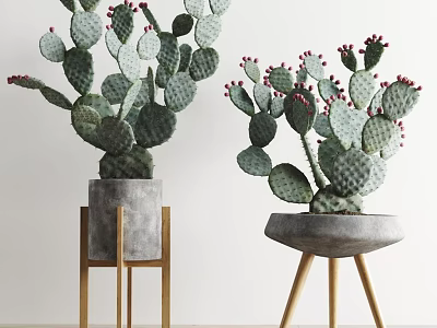 Bonsai Potted Cactus Plants with Red Fruits in Concrete Pots on Wooden Legs Stand 3d model