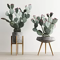 Bonsai Potted Cactus Plants with Red Fruits in Concrete Pots on Wooden Legs Stand