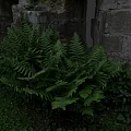 Vibrant Natural Plant Painting Featuring Lush Ferns Against Old Stone Wall