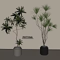 Bonsai Plants With Slender Branches Green Foliage In Decorative Pots For Indoor Decor