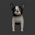 Adorable Black And White French Bulldog Puppy Standing On Shiny Surface