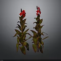 Vibrant Flowering Plants With Red Blooms And Variegated Leaves On Gray Background