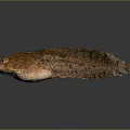 Unique Aquatic Animal With Orange Brown Spotted Rough Textured Elongated Body