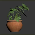 Green Leafy Plant with Yellow Veins Growing in Orange Terracotta Pot