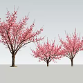 Three Flowering Arbor Trees With Pink Blossoms Against Gray Background