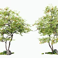 Two Arbor Trees With Green Leaves Orange Fruits Trunks By Stones And Small Green Plants