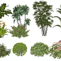 Diverse Plant Combinations With Green Foliage Flowering Shrubs And Large Leaves