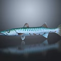 Slender Barracuda Fish With Blue Green Stripes And Sharp Teeth On Dark Reflective Background 3d model