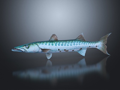 Modern Barracuda Marine Fish 3d model