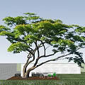 Tall Arbor With Lush Green Leaves And Curved Branches Against Blue Sky
