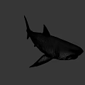 Realistic Shark 3D Model With Open Mouth Sharp Teeth And Gray Body 3d model