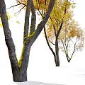 Tall Autumn Arbor Featuring Yellow Orange Leaves And Thick Textured Trunk