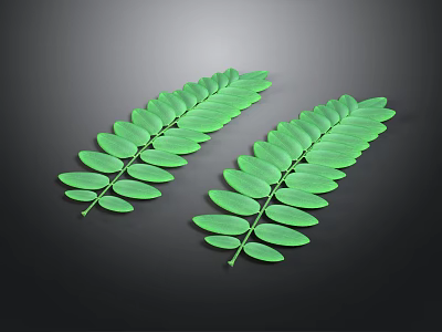 Two Fresh Green Pinnate Leaves Against Dark Background For Natural Decor 3d model