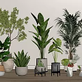 Various Types of Indoor Potted Plants with Diverse Pots Near Window in Natural Light