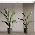 Indoor Potted Plants With Large Green Leaves In Gray Pots Light Walls And Wooden Decor