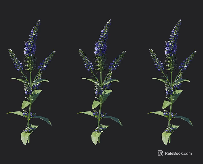 Three Purple Flowering Plants With Green Leaves And Vibrant Garden Blooms 3d model 