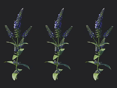 Three Purple Flowering Plants With Green Leaves And Vibrant Garden Blooms 3d model