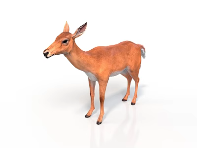 Realistic Brown Deer With Detailed Fur Standing On Clean White Background 3d model