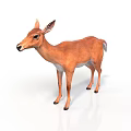 Realistic Brown Deer With Detailed Fur Standing On Clean White Background